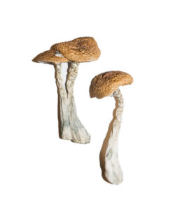 Buy Wavy caps Mushroom in UK